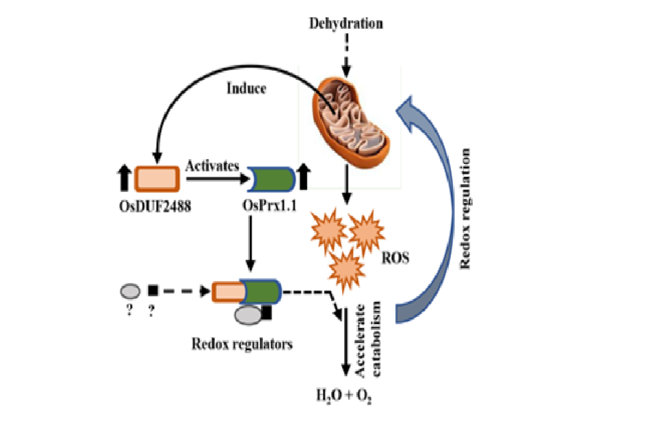 Heat-responsive MaHSF11 transcriptional
					activator positively regulates flavonol biosynthesis and flavonoid B-ring hydroxylation
					in banana